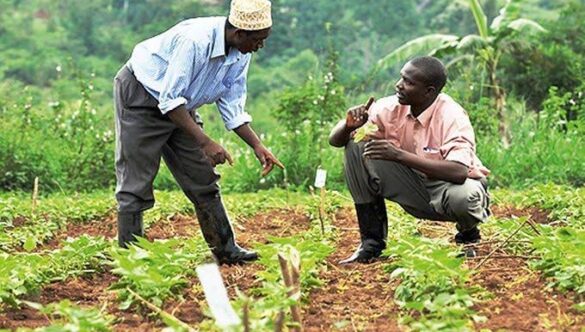 The Benefits of Agricultural Education in Africa