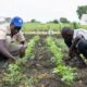 Agricultural Education: The Key to Sustainable Farming