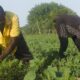 How Agricultural Education is Empowering Farmers for the Future