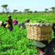 Agricultural Education: A Key to Food Security