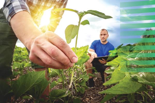 The Role of Agricultural Education in Climate Change Mitigation