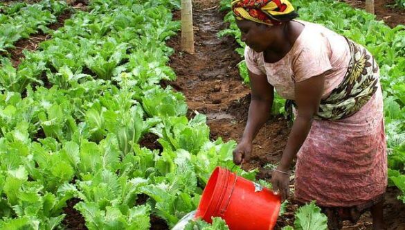 The Impact of Agricultural Education on Agricultural Productivity