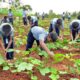 The Importance of Agricultural Education in Schools and Colleges